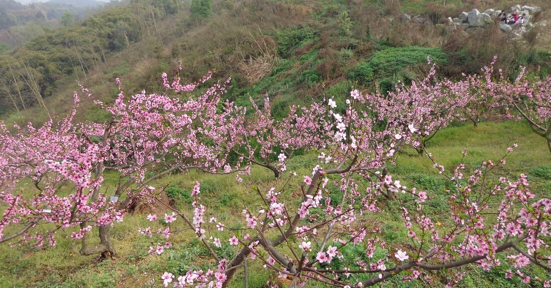 地址:彭州桂花镇丰乐场桃花山