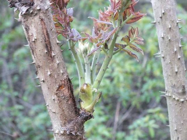 百姓最爱吃的野菜刺嫩芽,强心功效比人参还强