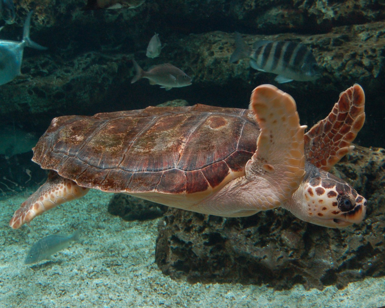 【附录一·蠵龟】不是红色的海龟就叫红海龟···真正的红海龟好像