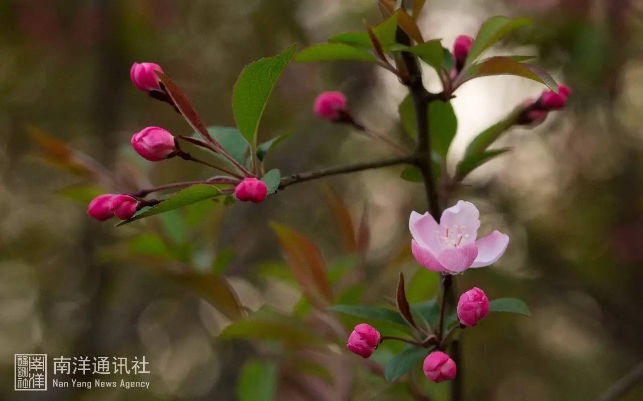 《冷斋夜话》记载,唐明皇笑以海棠比贵妃,可见海棠之美,虽艳无俗姿,确