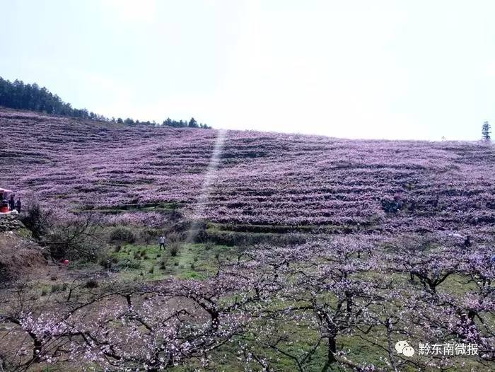 作为本次盛会举办地客楼镇位于岑巩县西北部,境内地势较高,溪流交错