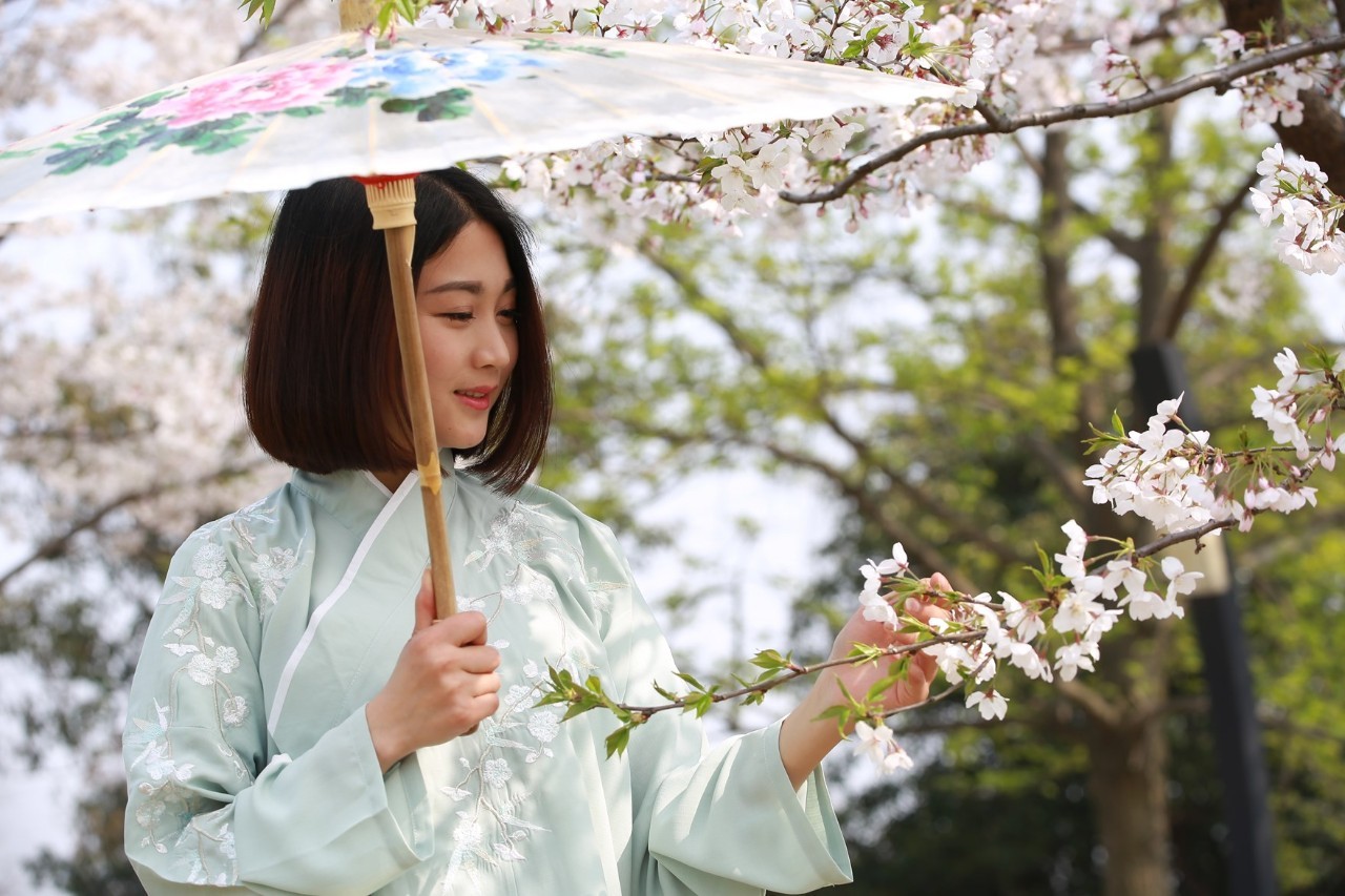 浪漫樱花树下,静赏你的繁华