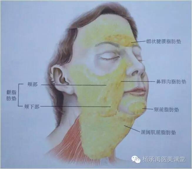 面部脂肪分布(浅层)面部结构解剖面部表面标志及面部结构体表投影人体