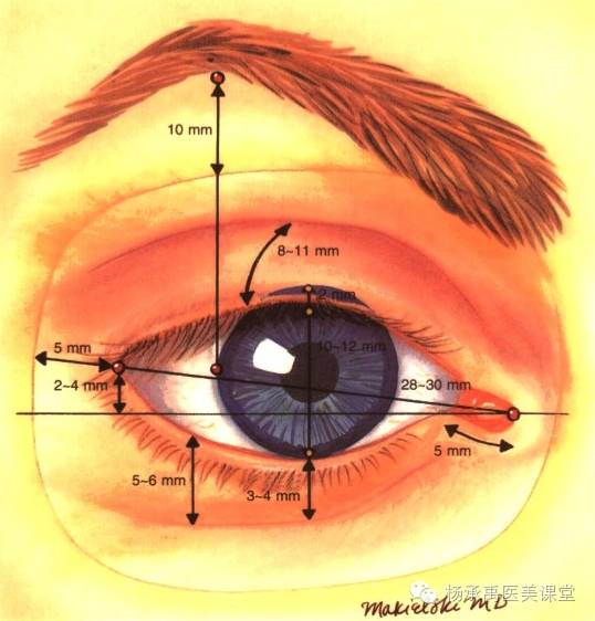 医疗美容实用解剖