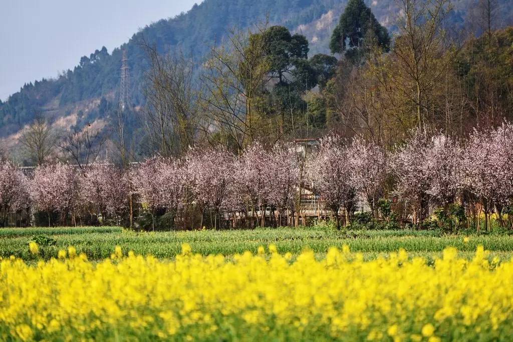 地址:彭州丹景山镇石洞埝社区绿道