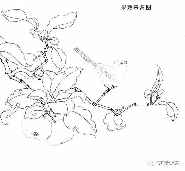 宋代花鸟经典白描画稿,极品收藏!