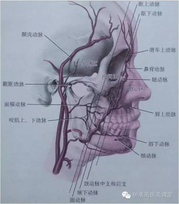 图中显示筋膜层,皮下层及真皮下层 颈外动脉在颈部从颈总动脉分出,在