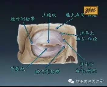 开口处的粘膜略隆起,称为腮腺管乳头,是腮腺管的狭窄处.