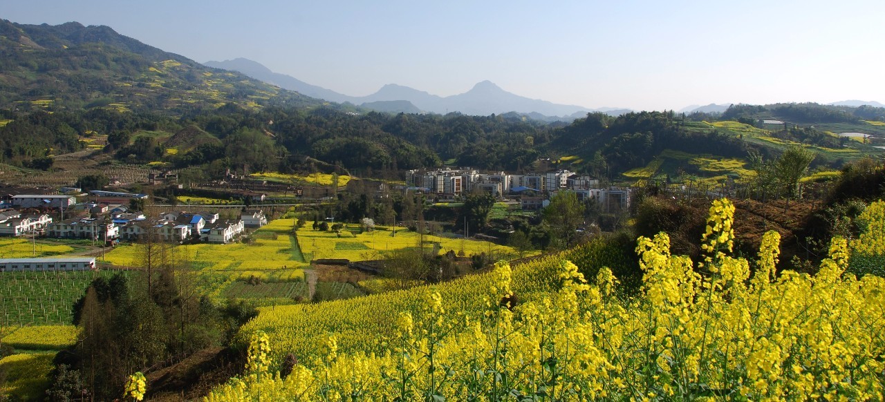 彭州市磁峰镇山樱花地址:彭州市通济花海景区郁金香地址:彭州丹景山镇