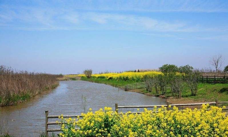 2017崇明东滩湿地油菜花节的举办时间为3月25日—4月15日,成片油菜花