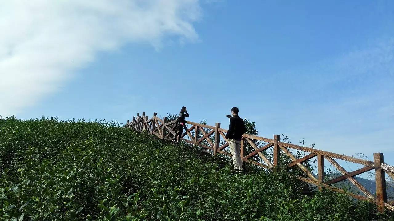 温州首家五凤茶园晋升aaa旅游景区(目前还无门票)