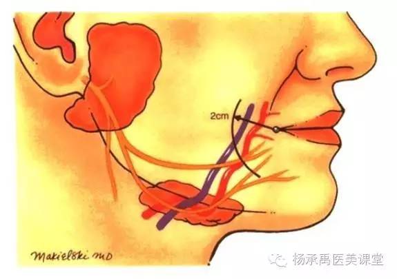 仍不会损伤神经,支配口周肌肉的神经都在肌肉深面,只有颏肌和口角提肌