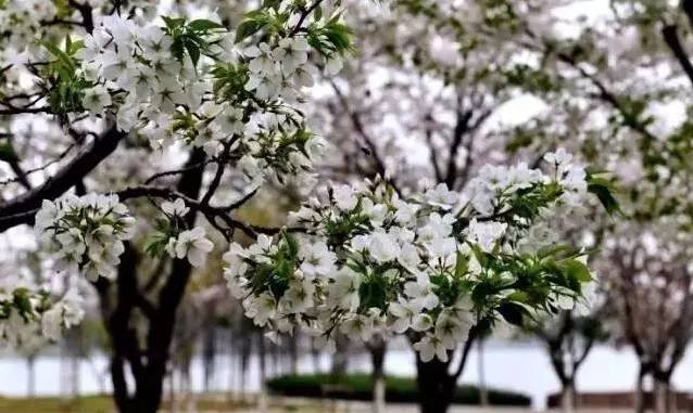 美到极致!苏州八大赏樱胜地,去淋一场樱花雨吧