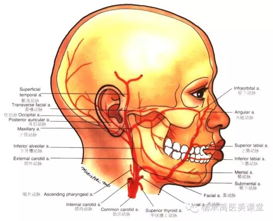 面动脉解剖的三个区域