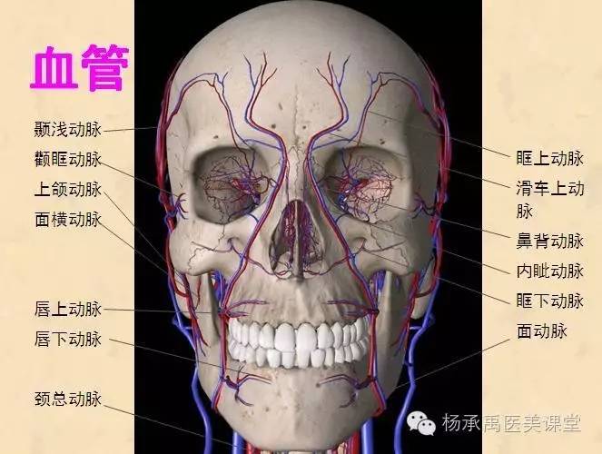 颞浅动脉和面动脉与眶上动脉,滑车上动脉以及滑车下动脉在面中部吻合