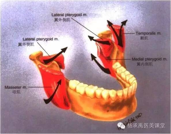 组织 止点:下颌骨底部;颊部和下唇的皮肤;嘴角;口轮匝肌 七,面部韧带