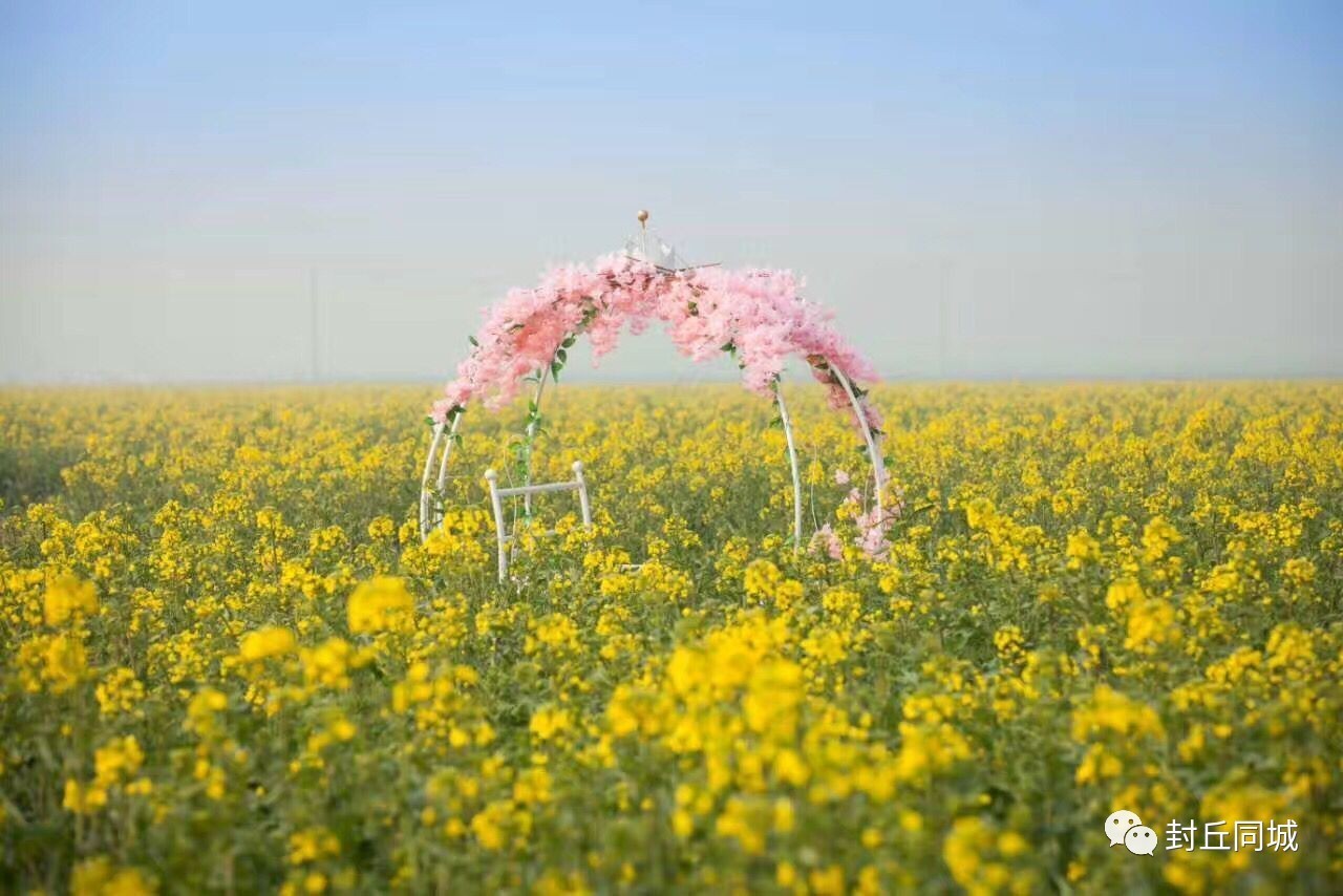 封丘万亩油菜花观光旅游会场一:封丘县曹岗乡曹岗险工大堤(马坊村)