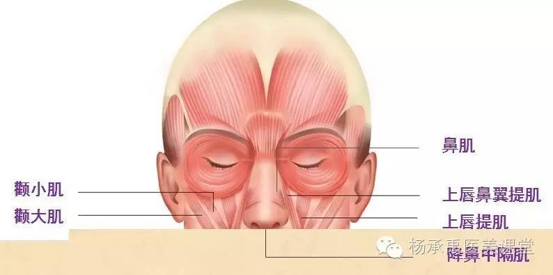 所以额部充填,紧贴骨膜是比较好的选择 颞肌 颞肌下面的骨膜上面大