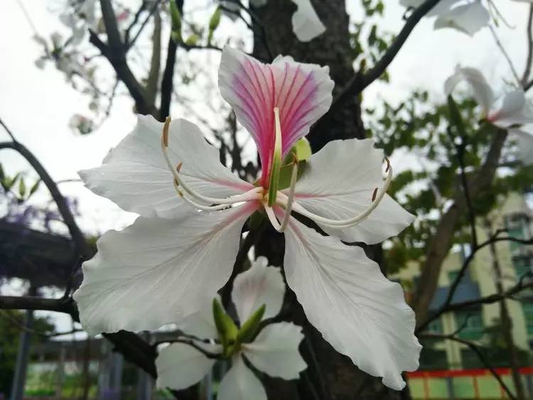 洋紫荆的花色最艳丽,五枚花瓣呈深紫红色,雄蕊五枚,花期由11月至翌年3