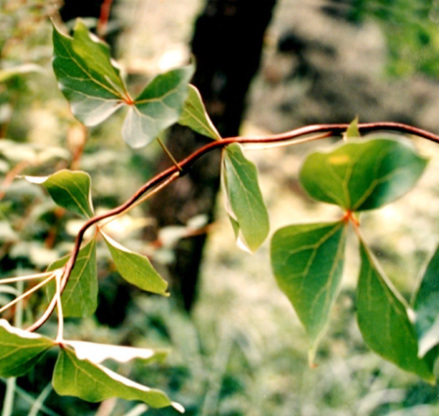 正文  大血藤 sargentodoxae caulis 来源 本品为木通科植物大血藤s