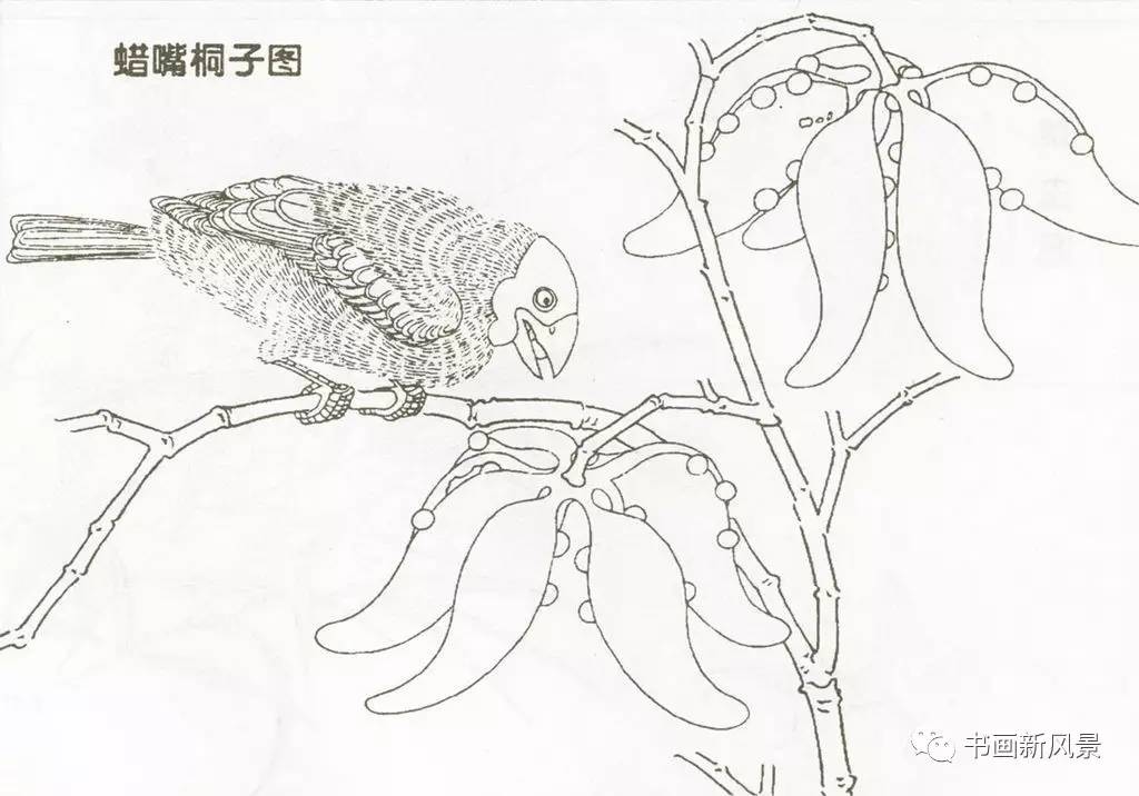 宋代花鸟经典白描画稿,极品收藏!