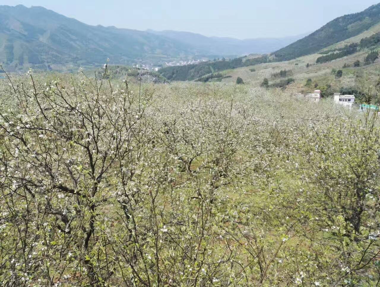 竹山县多少人口_湖北十堰竹山县风景(3)