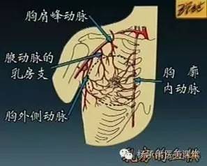 腋动脉分两支,一支是胸肩峰动脉胸壁支,另一支是肩胛下动脉→胸侧壁