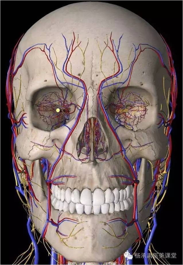 面部神经与血管关系示意图 侧面观