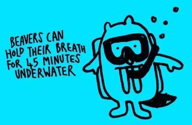 beavers can hold their breath for 45 minutes underwater.