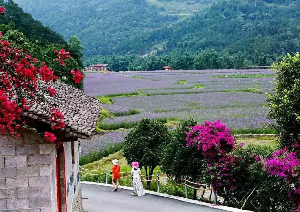 心灵花海,浪漫情怀,悠悠花草香,浓浓花海情;爱的旅程,从荔波"四季花海