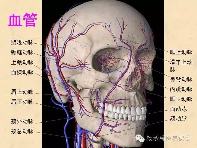 在颧弓下可见面横动脉 面部的血供模式: 颞浅动脉和面动脉与眶上动脉