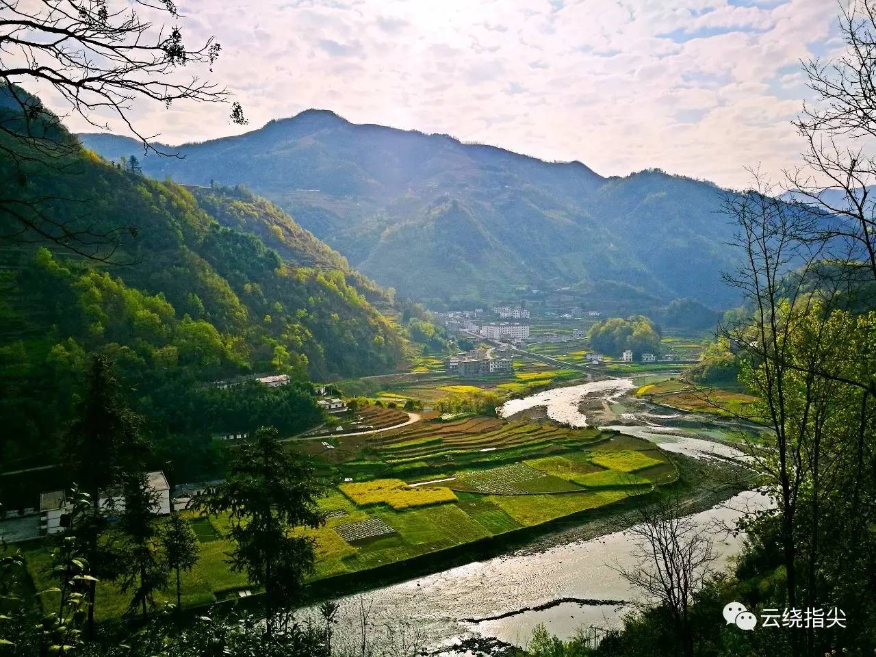 春风十里,不如来场洄水湾寻茶之旅