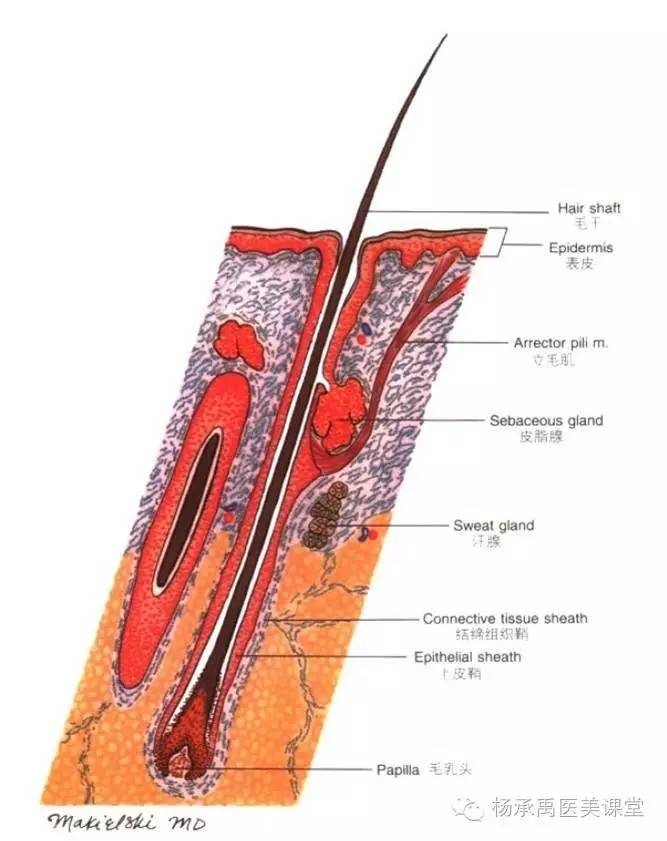 五,面部皮肤 毛囊的结构模式图 毛囊与皮肤呈一定角度,毛囊的细胞从毛