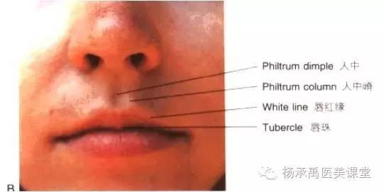 医疗美容实用解剖