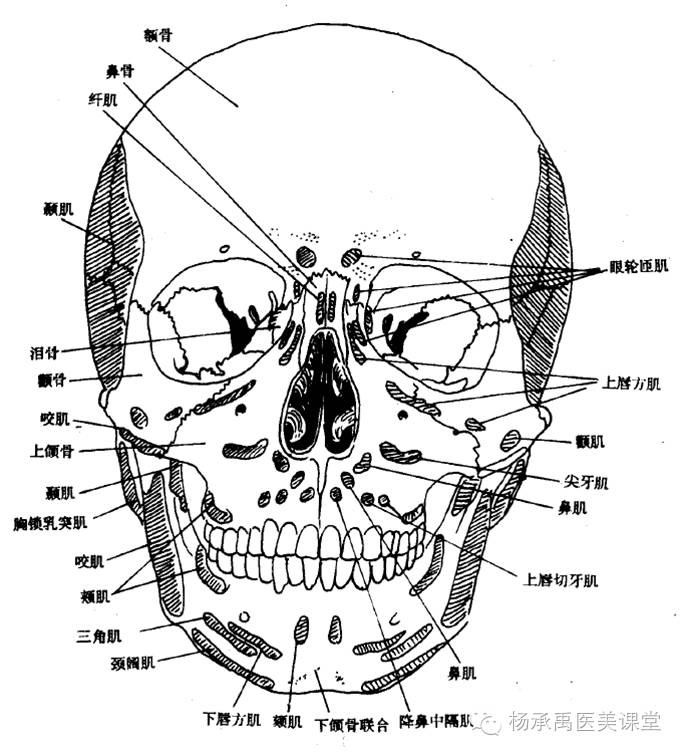 轮匝肌 七,面部韧带 面部支持韧带将面部软组织固定在正常的解剖位置