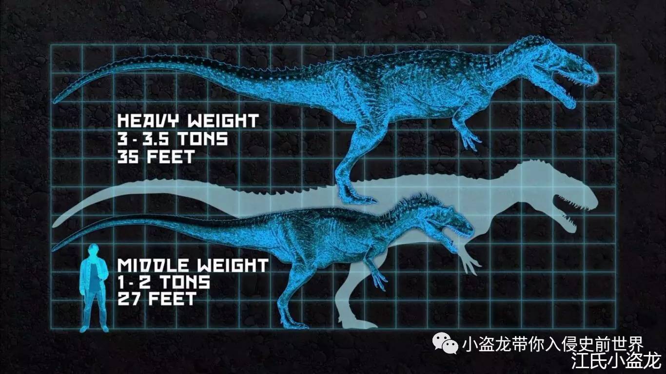 图注:蛮龙与异特龙拥有明显的体形差距.