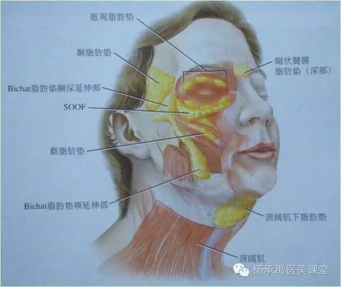 医疗美容实用解剖