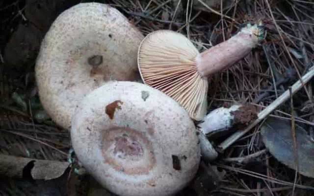 酱油拌 这个一般在屋边竹林里,栽上几棵,每年都发,炒腊肉 这种蘑菇