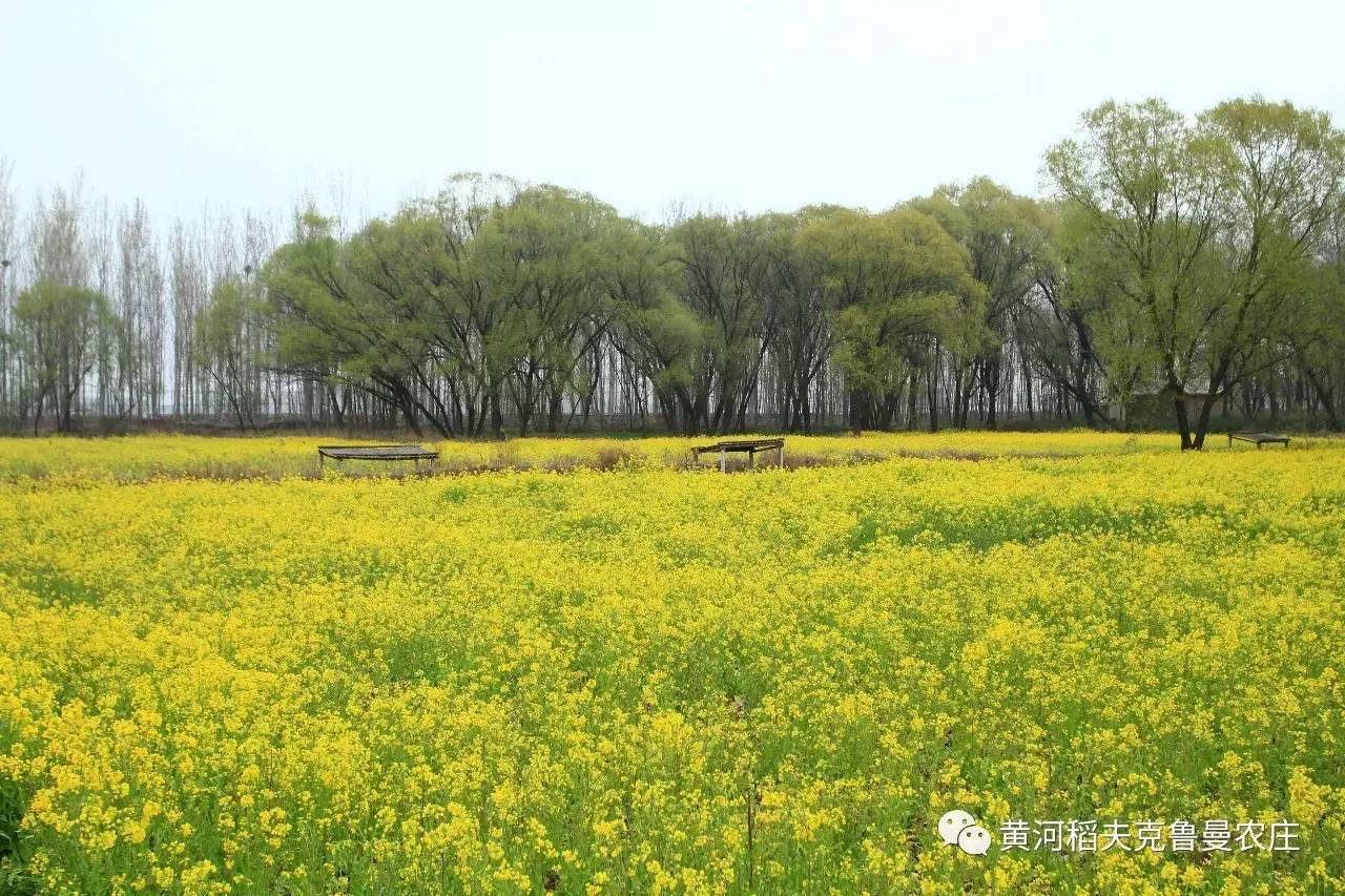 婺源——中国最美乡村，油菜花赏花自由行攻略 - 知乎