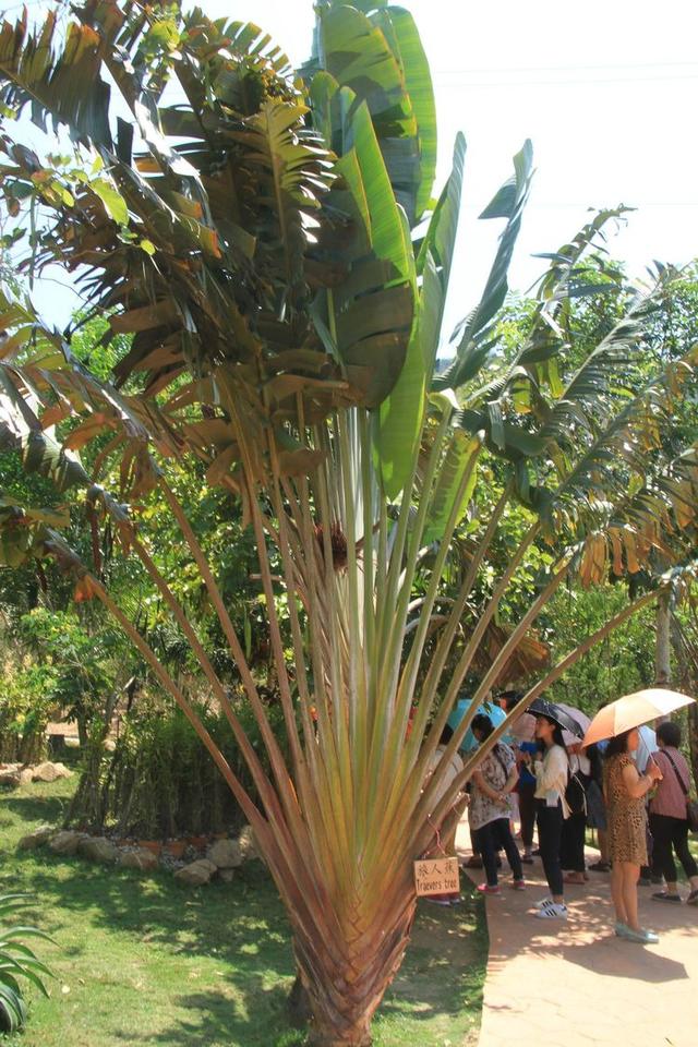 橡胶树椰子生长不分季节,一年四季都盛产椰子青椰马蹄莲花香蕉树海南