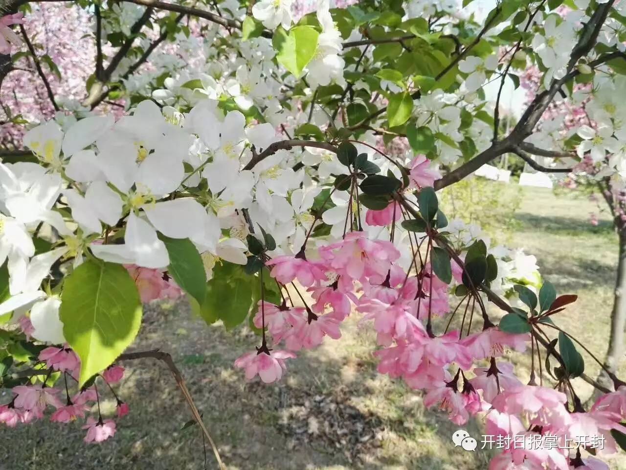 一树梨花压海棠!