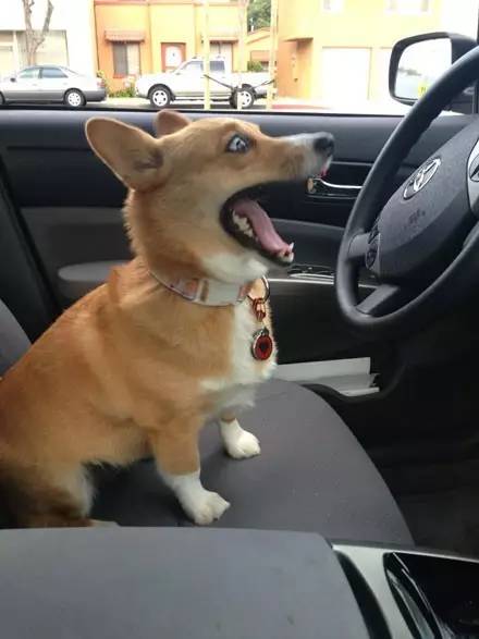 柯基犬是出了名的腿短 当它们开始学开车的时候简直笑尿了