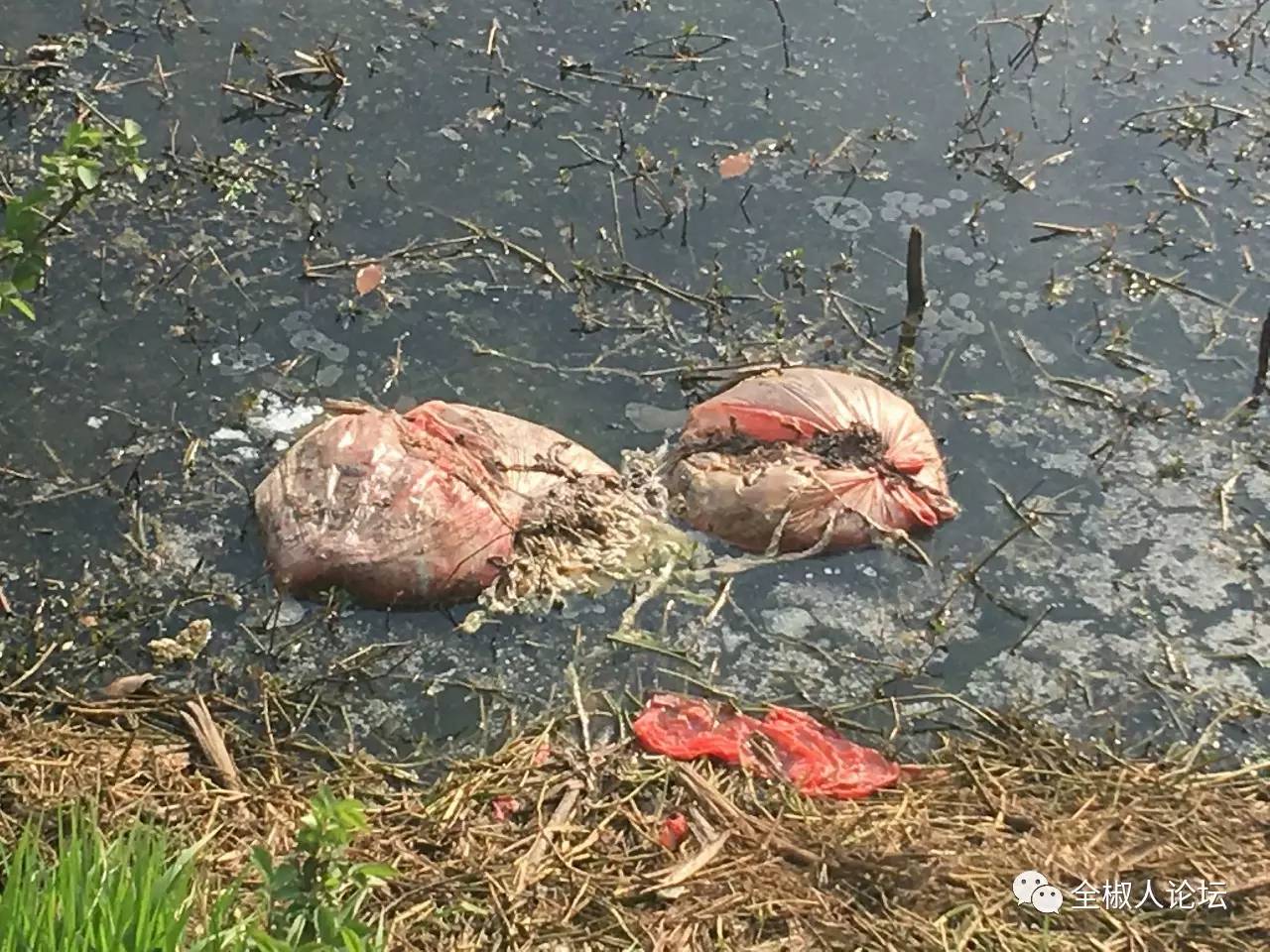 全椒城东小学对面藕塘有几袋死鸡