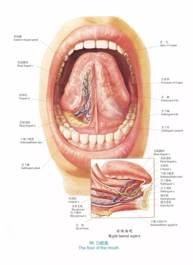 口腔医生必须珍藏的【口腔解剖图】