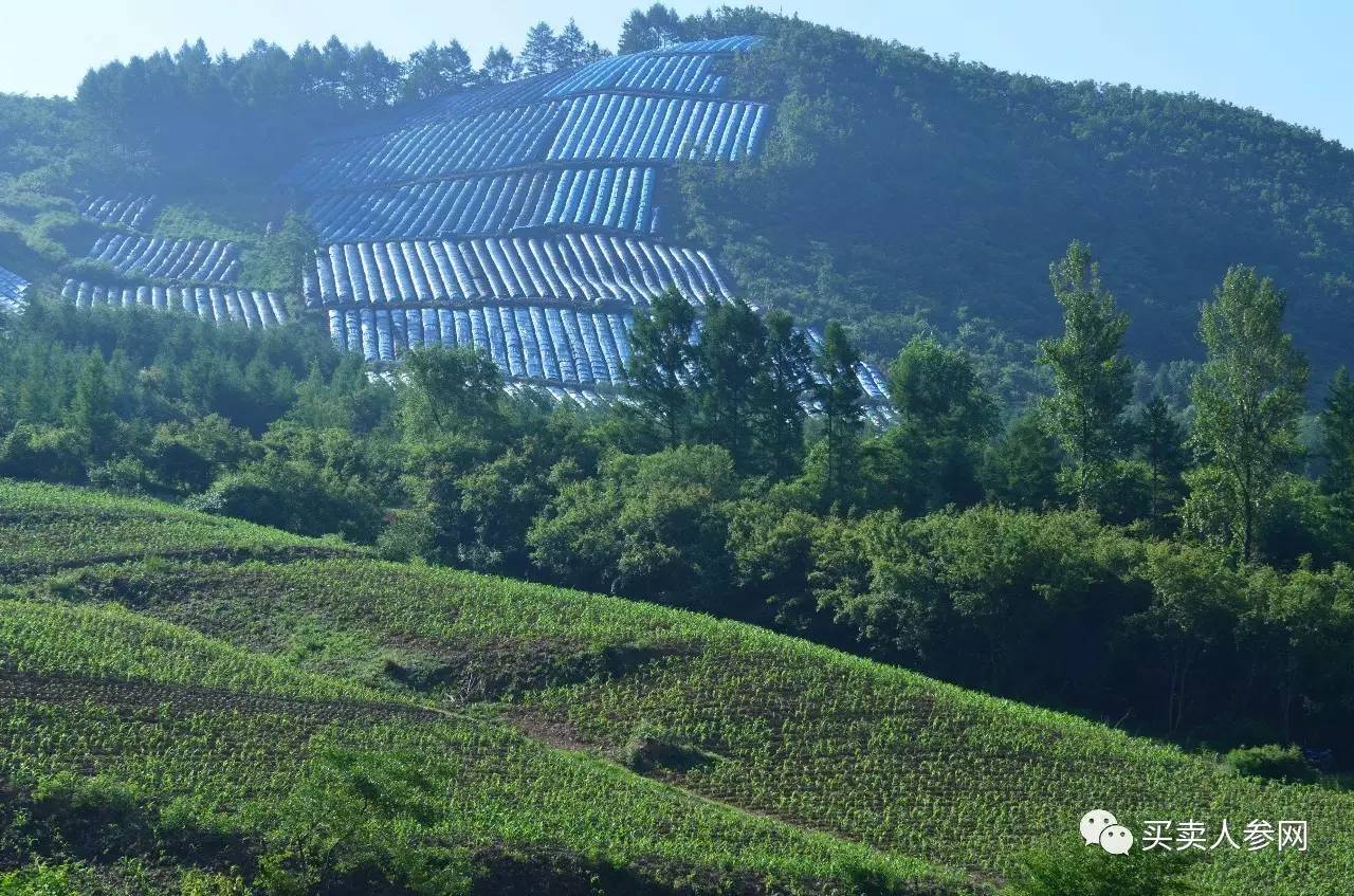 买卖人参网带您走近东北美丽的人参种植地,领略下东北得天独厚的自然