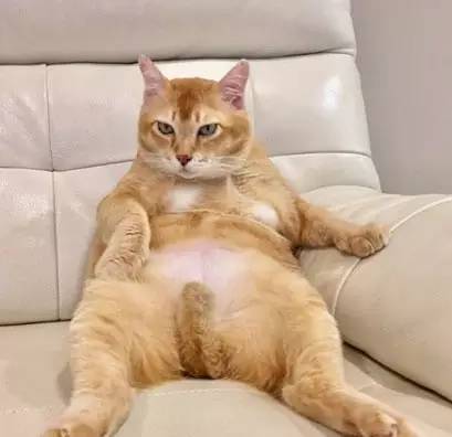 这只大橘猫,它每天一吃饱就会摆出这个酷酷的姿势.