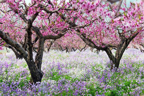 4月11日延庆新庄堡北京最大杏花林之约 39元走起