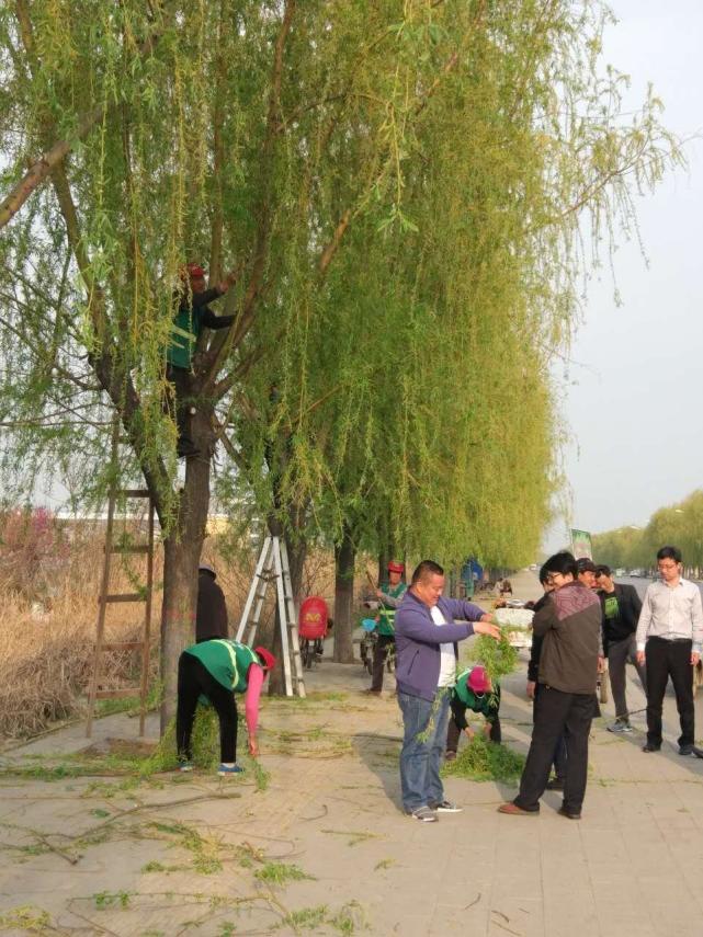 清明节插柳枝园林局设柳条发放点倡导爱绿护绿