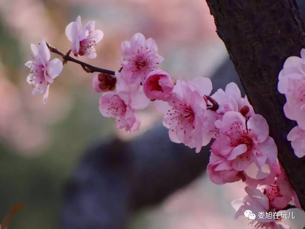 梅李之间叶子形似梅花略偏红花色花形像梅花所以才继承了双方的基因