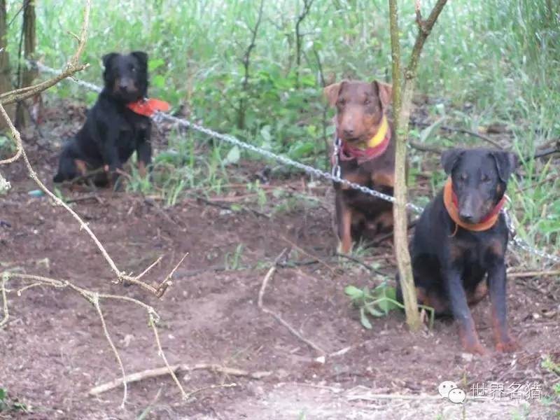 和火梗很有渊源这张图梗类犬组合第五张照片,火梗第四张照片左起猎梗